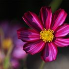 Cosmea-Blüte