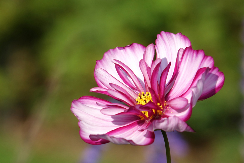 cosmea blüte