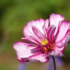 cosmea blüte