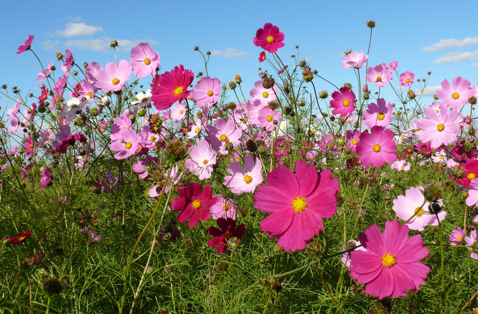 Cosmea-Blüten