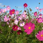 Cosmea-Blüten