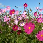 Cosmea-Blüten