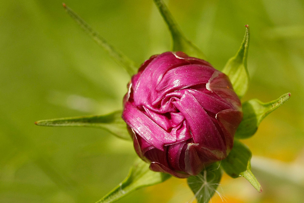 Cosmea Blütenknäuel