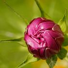 Cosmea Blütenknäuel