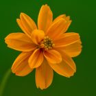 Cosmea Blütenzauber