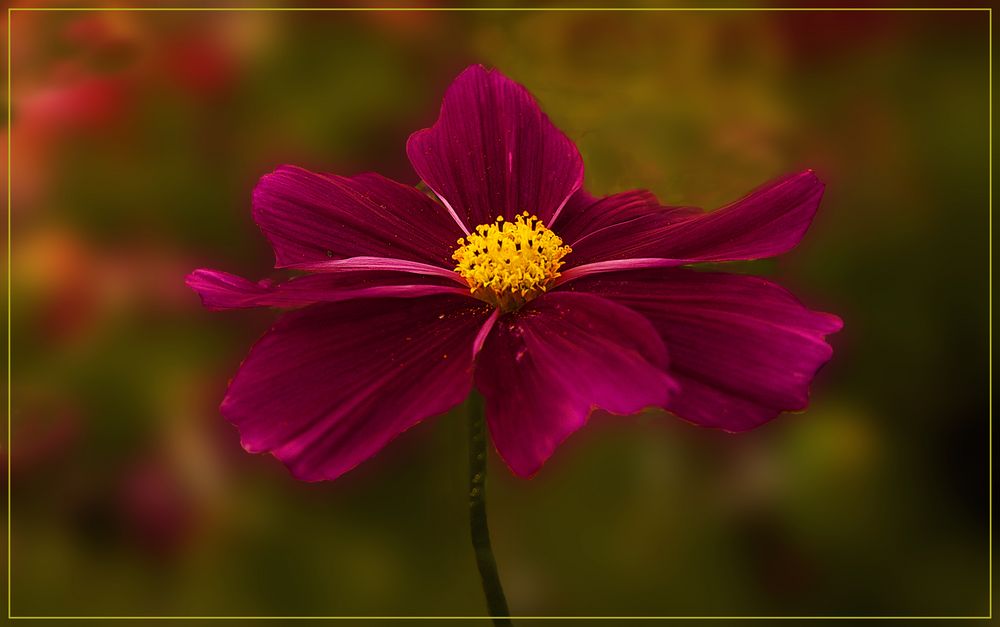 Cosmea bordeaux