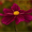 Cosmea bordeaux