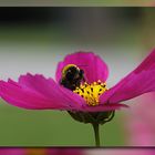 Cosmea ...Buga in Koblenz