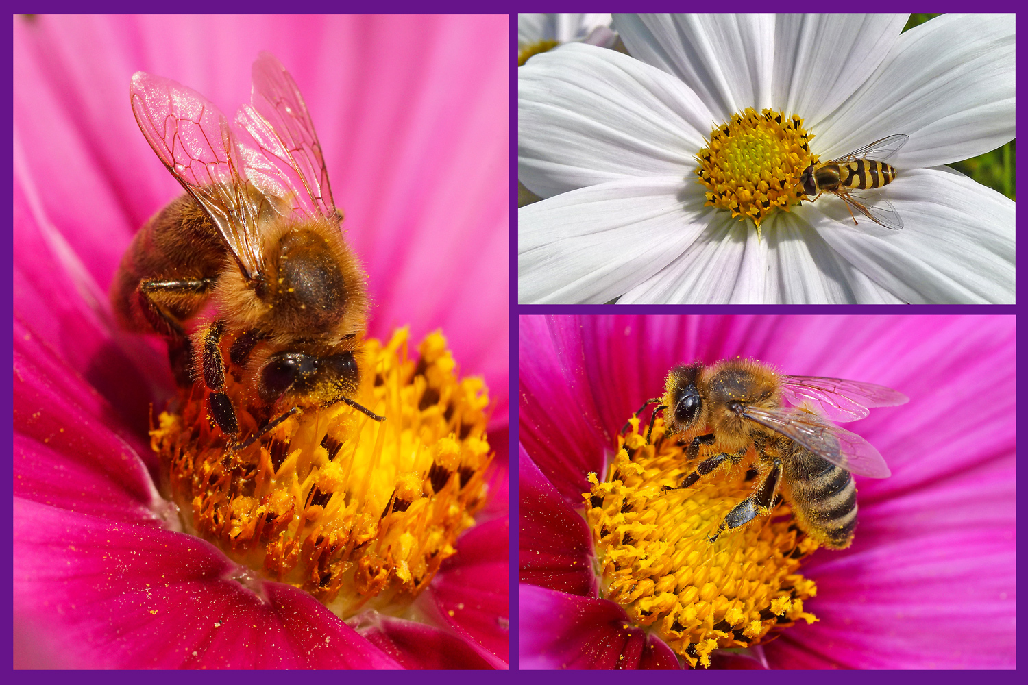 Cosmea