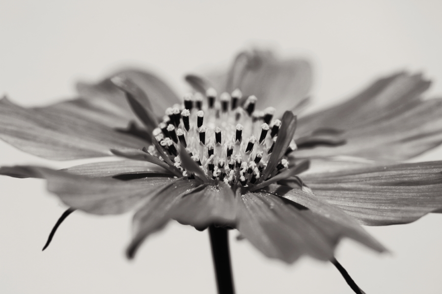 Cosmea