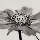 Cosmea