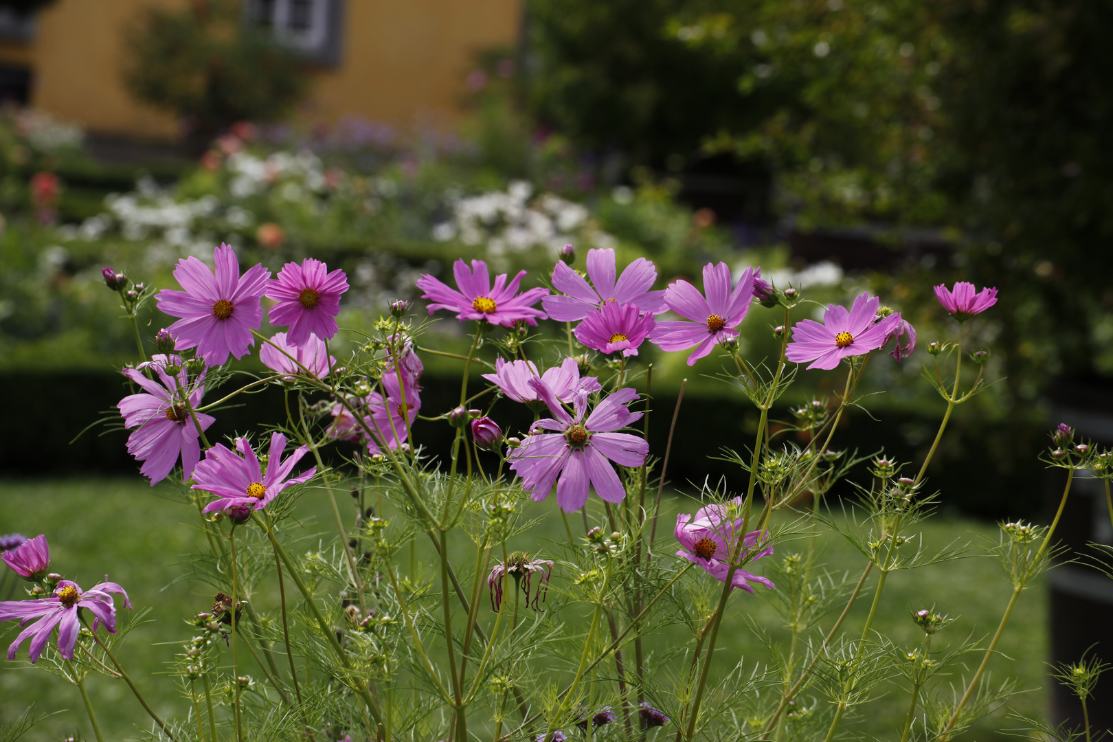 Cosmea