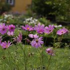 Cosmea