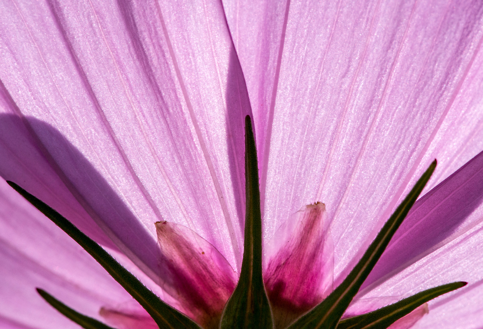 Cosmea