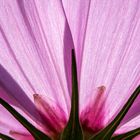 Cosmea