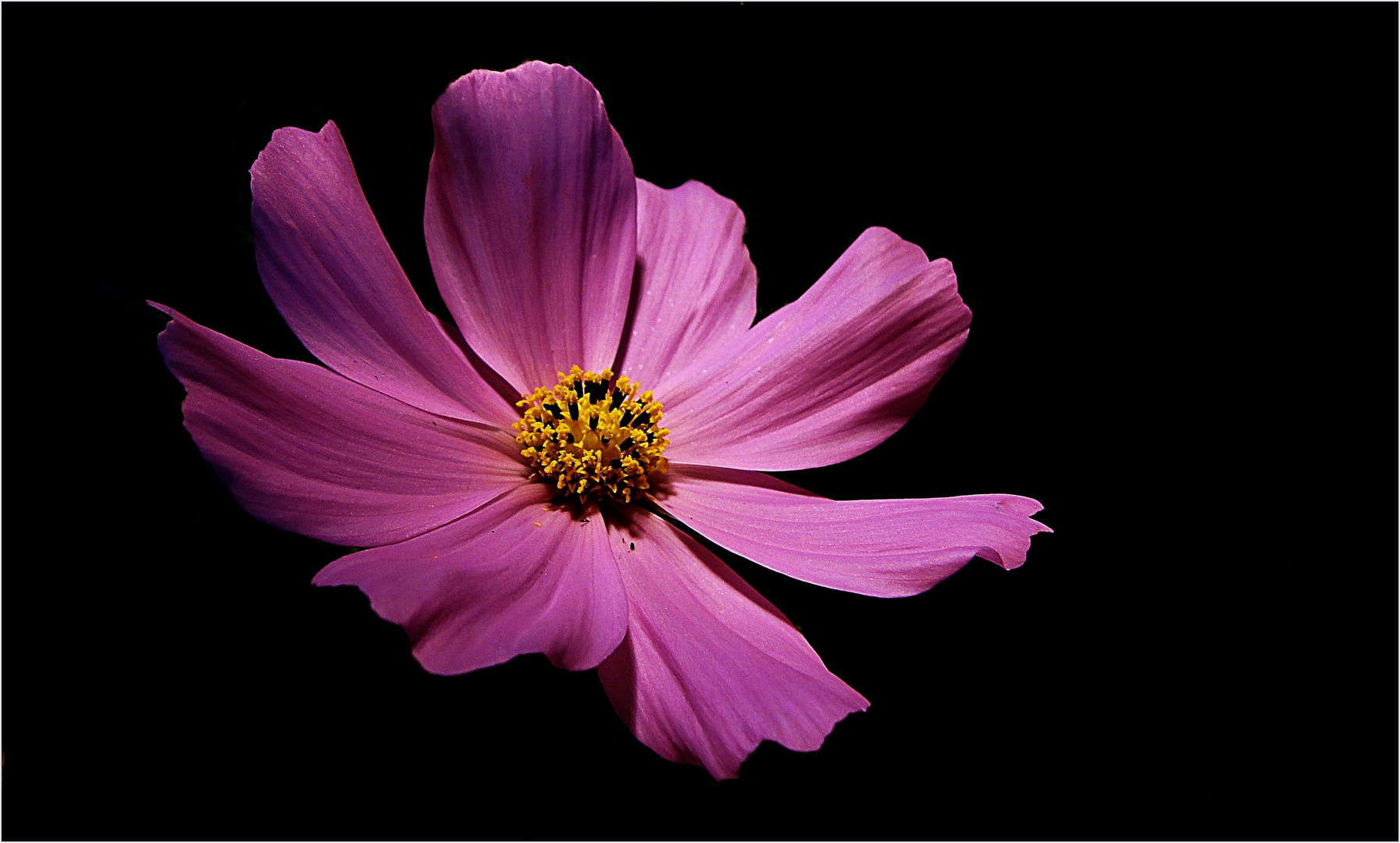 Cosmea