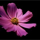 Cosmea