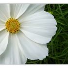 Cosmea