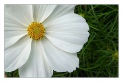 Cosmea