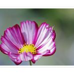 Cosmea