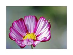 Cosmea