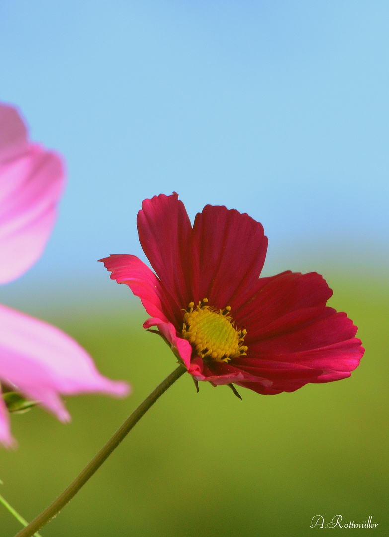 Cosmea!