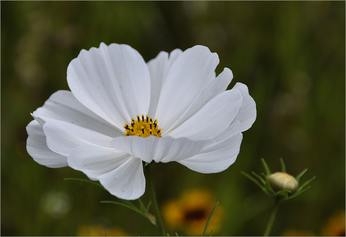 Cosmea