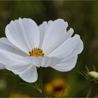 Cosmea