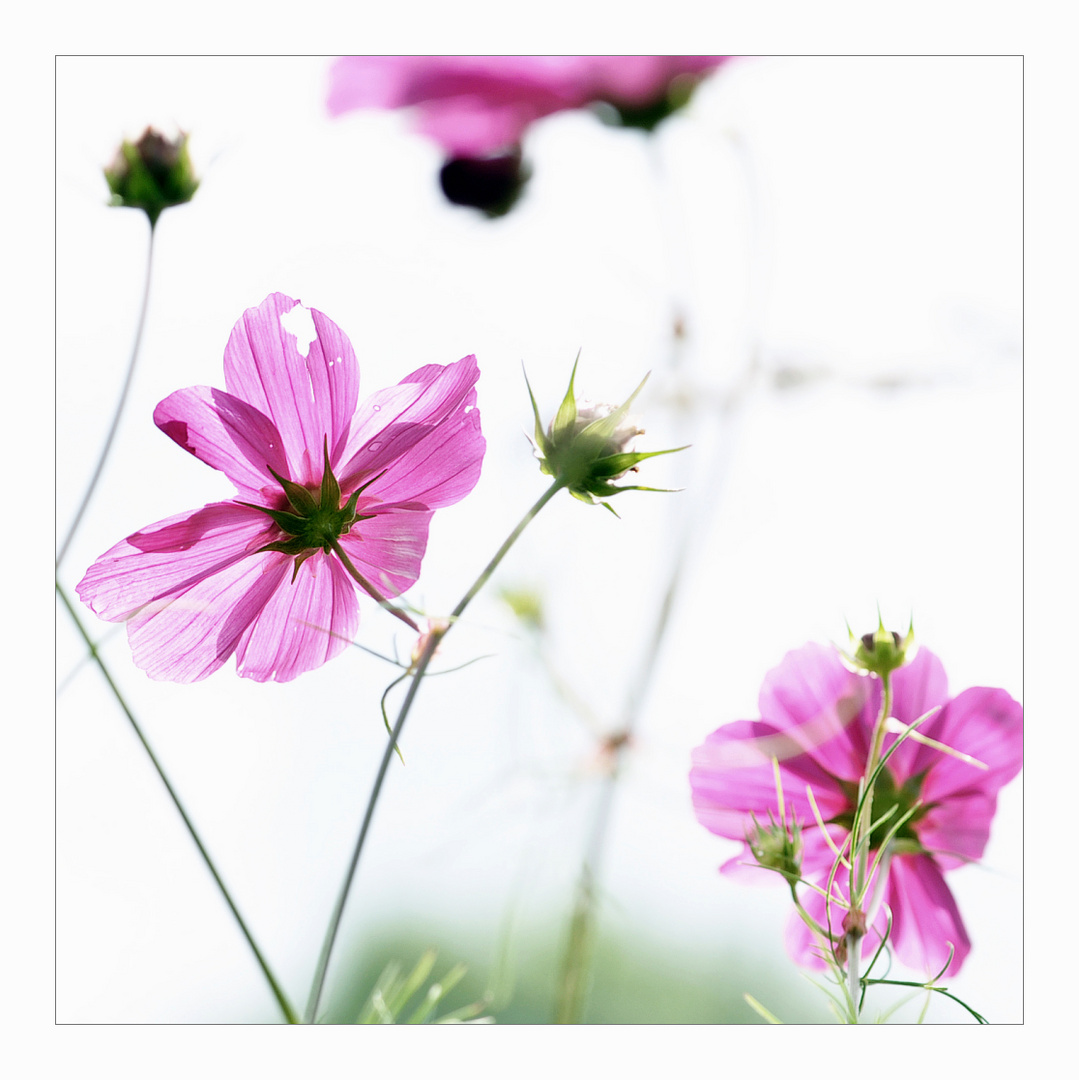 Cosmea