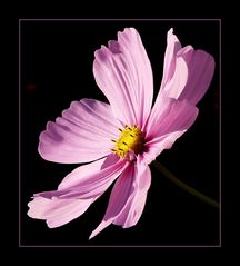 Cosmea