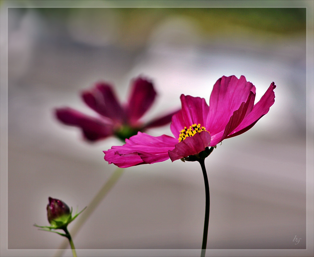 Cosmea ....