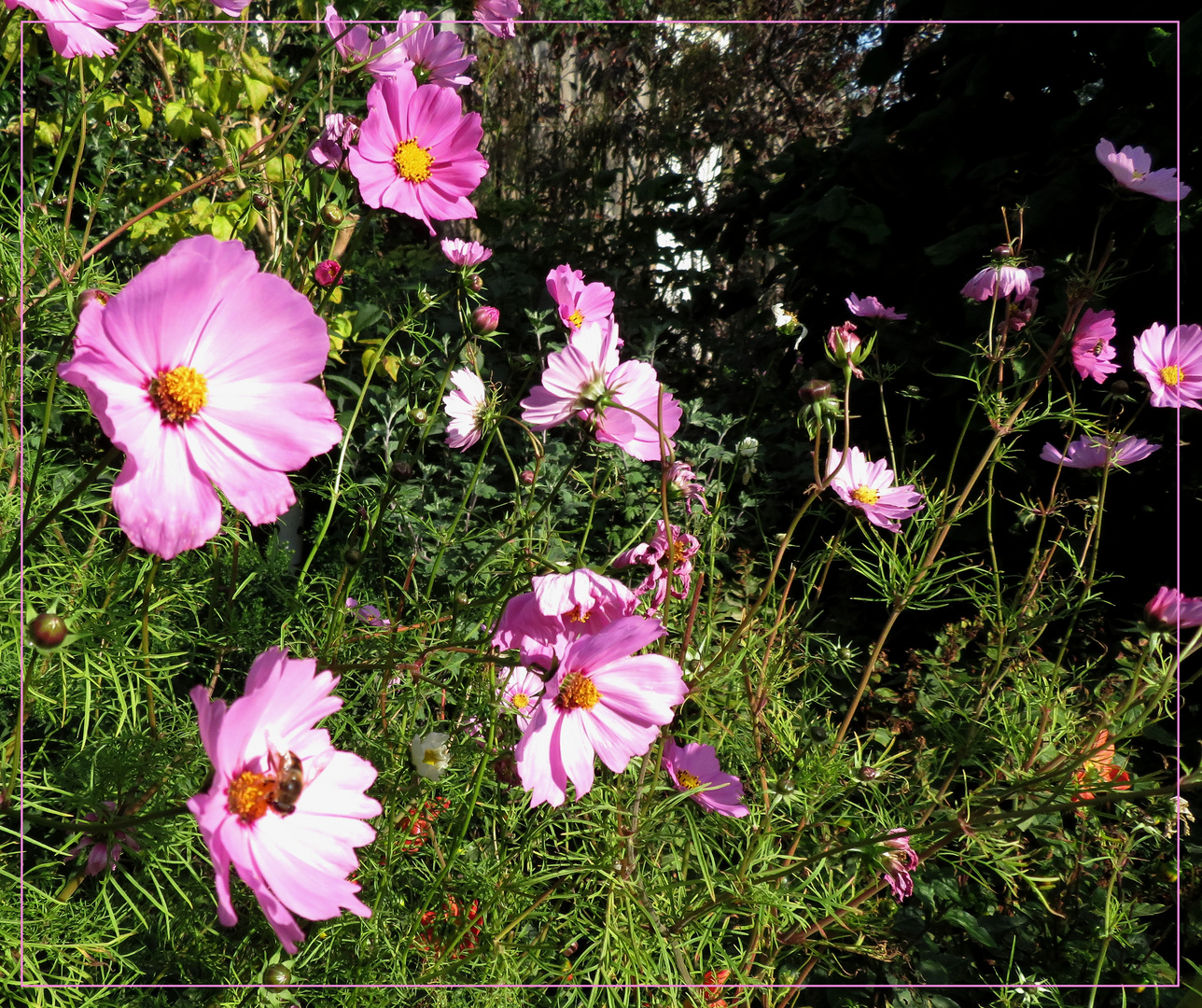 Cosmea ...