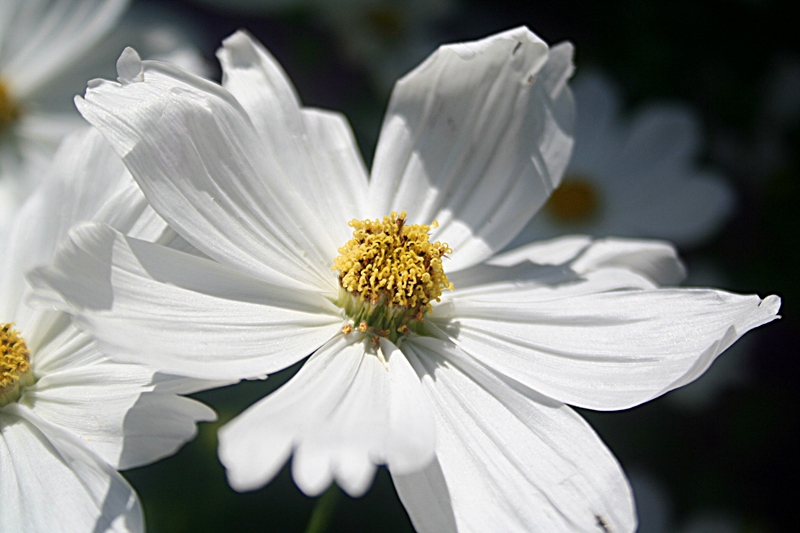 Cosmea