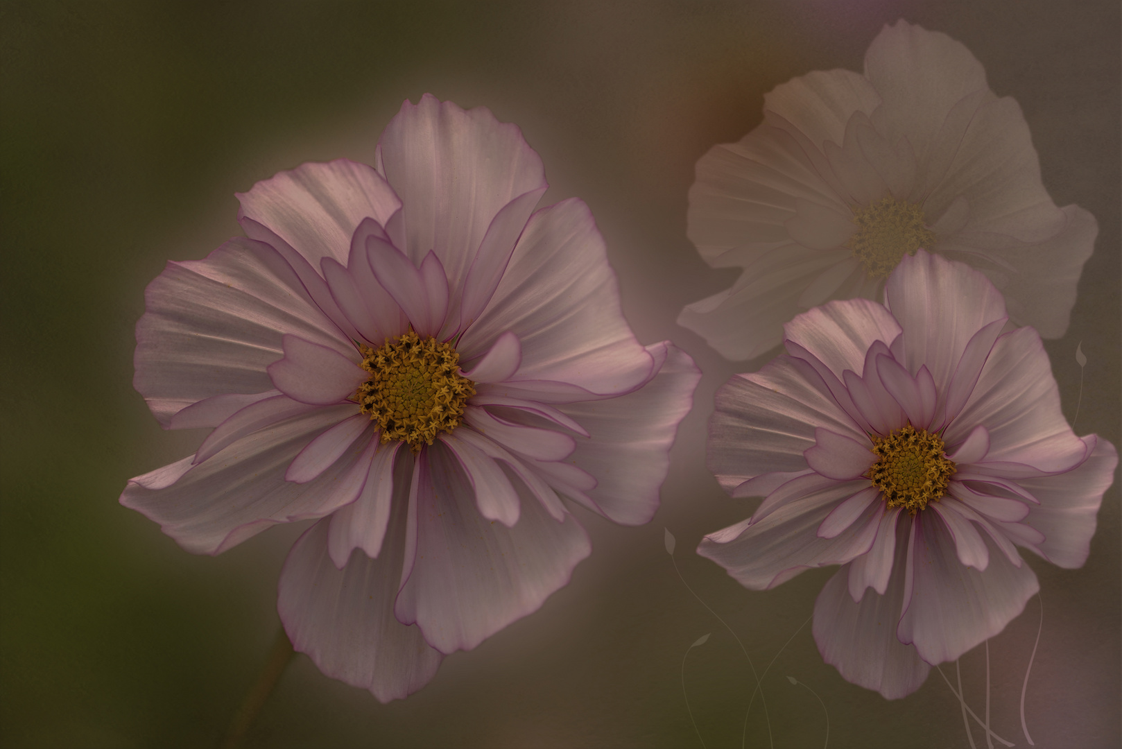 Cosmea (Cosmos bipinnatus) 