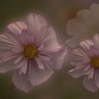 Cosmea (Cosmos bipinnatus) 