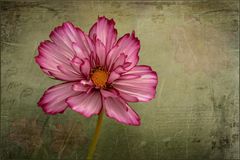 Cosmea (Cosmos bipinnatus)