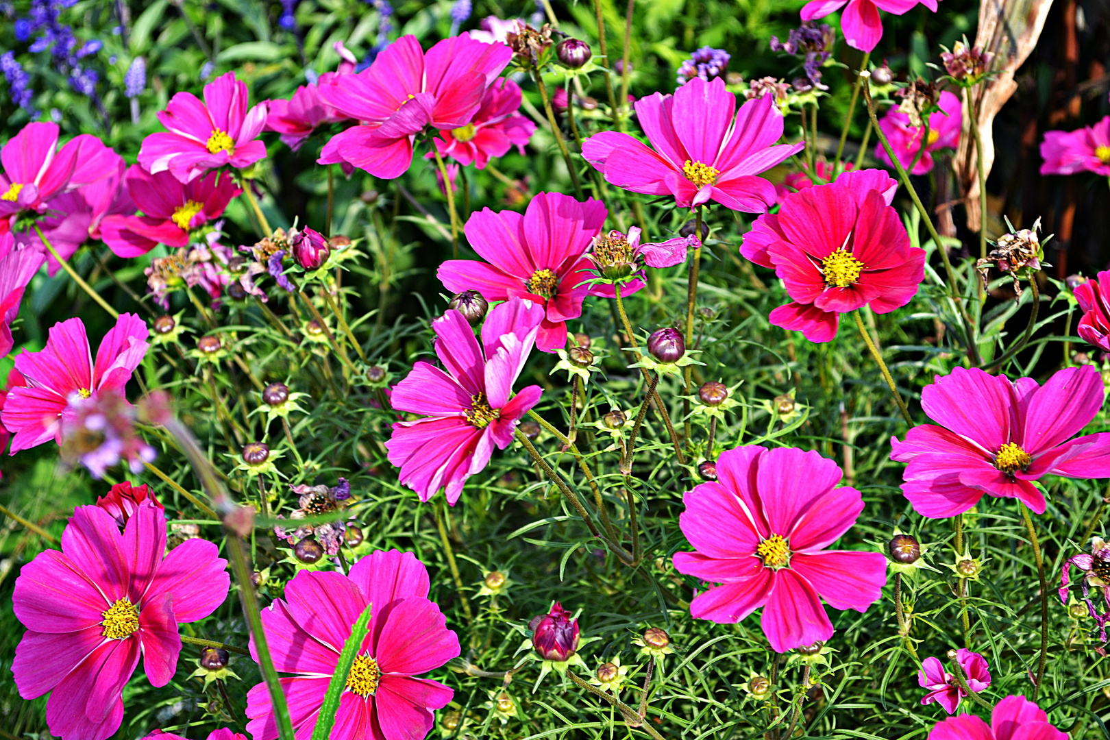 ****    COSMEA  (Cosmos bipinnatus)  ***