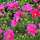 ****    COSMEA  (Cosmos bipinnatus)  ***