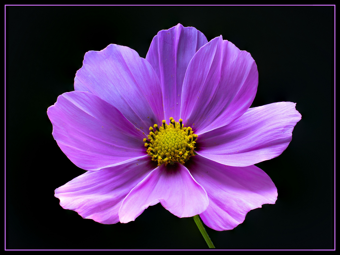 Cosmea