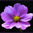 Cosmea