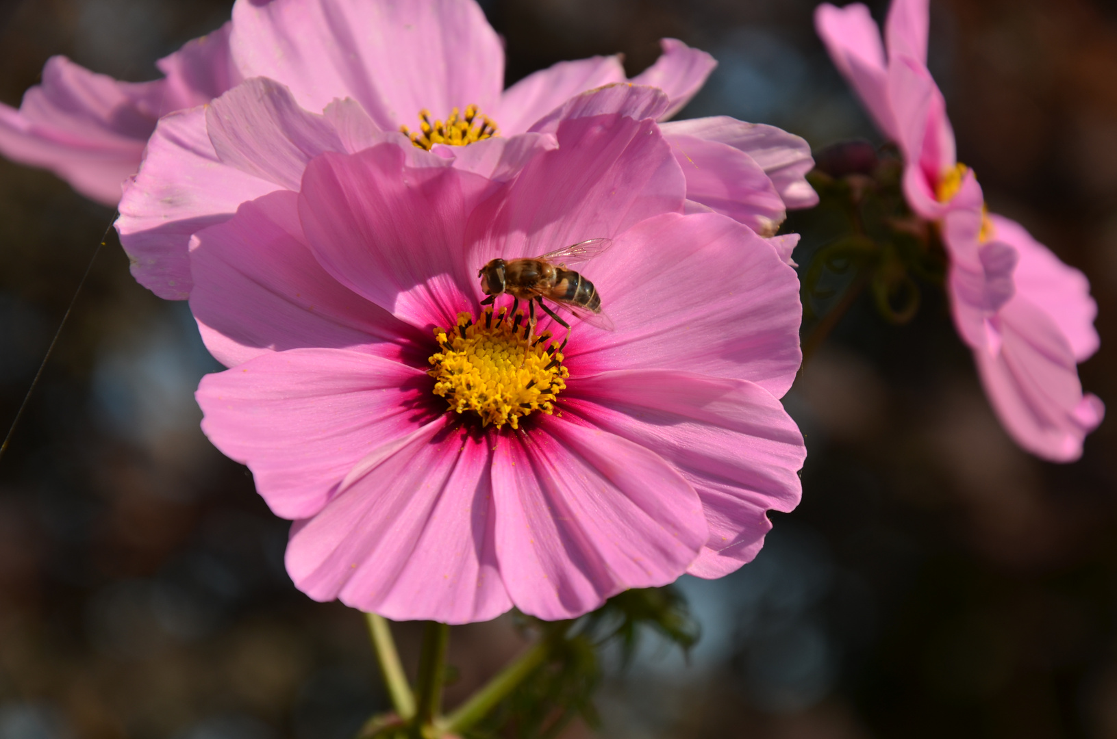 Cosmea