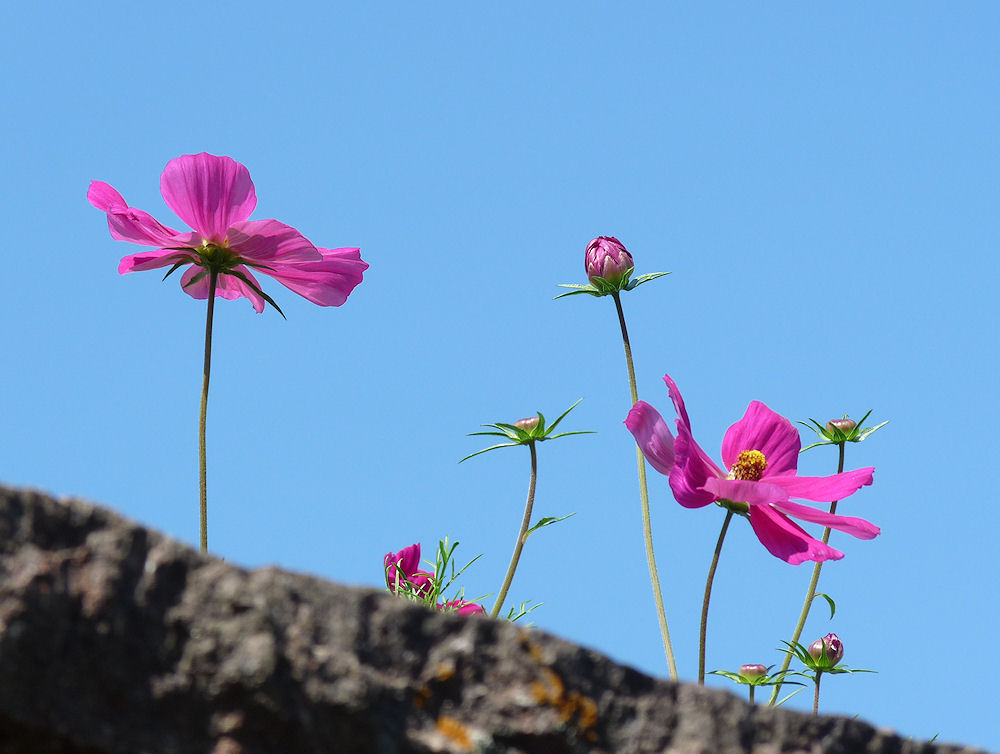 cosmea...