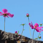 cosmea...