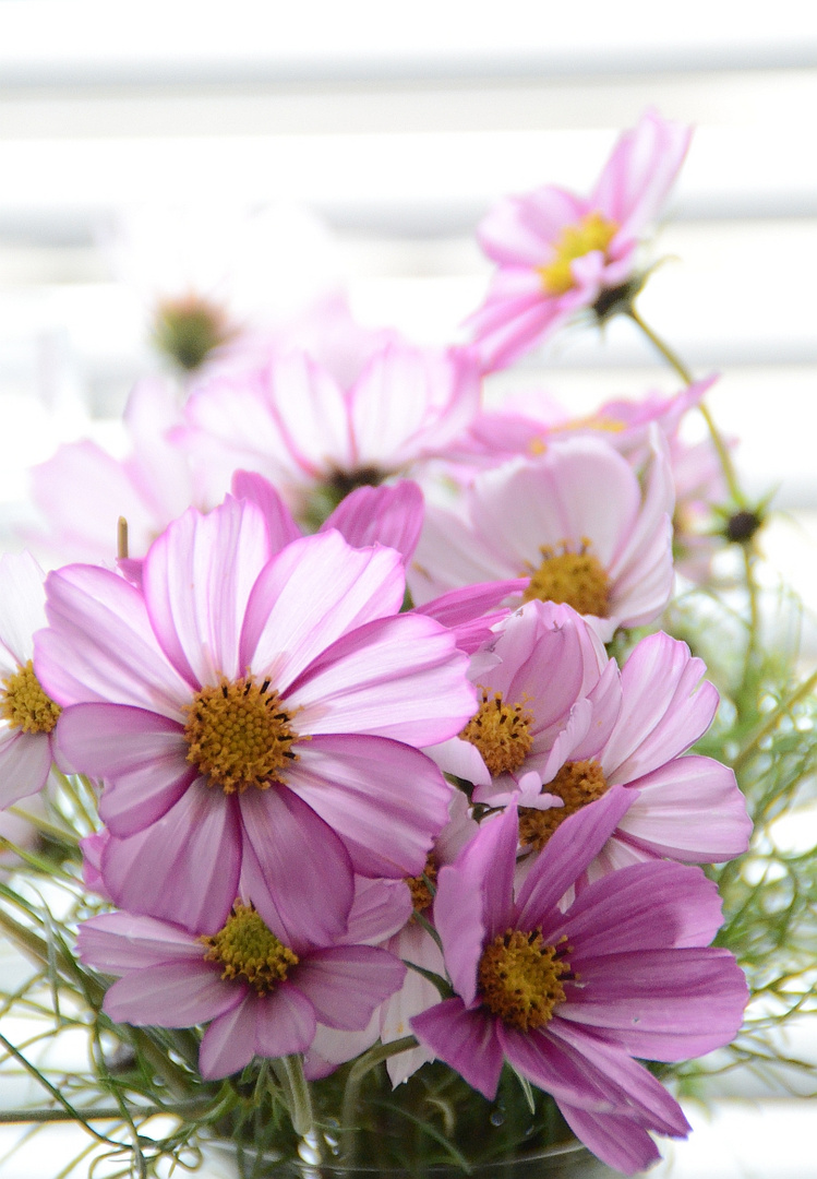 Cosmea