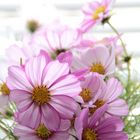 Cosmea