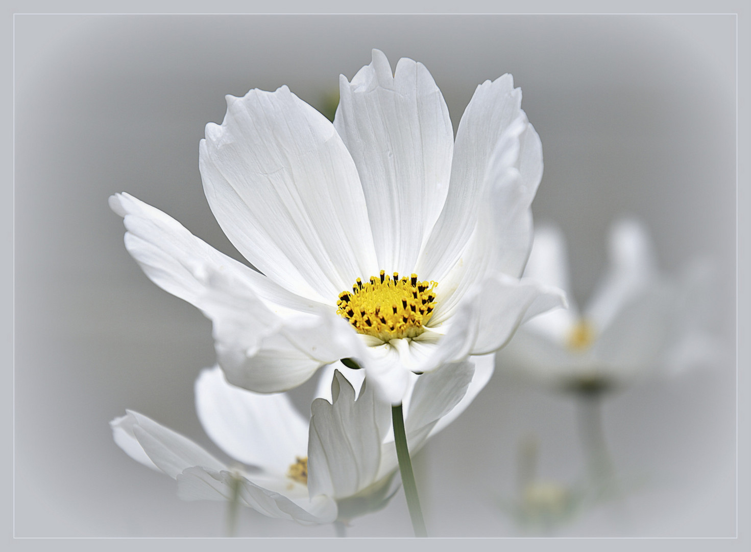 °°° Cosmea °°°