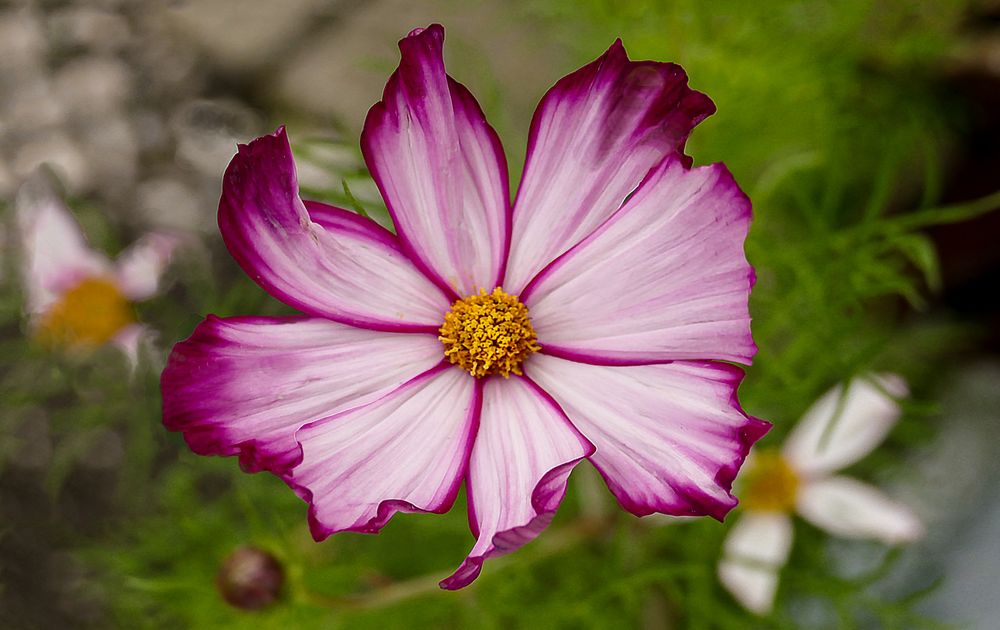 Cosmea