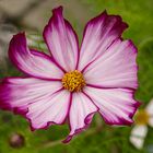 Cosmea