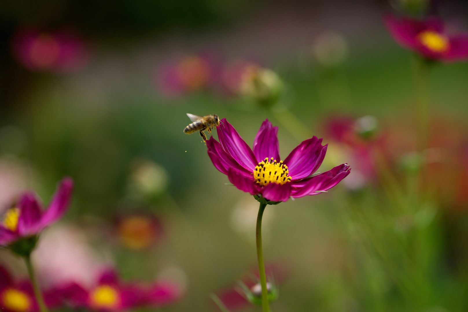 Cosmea