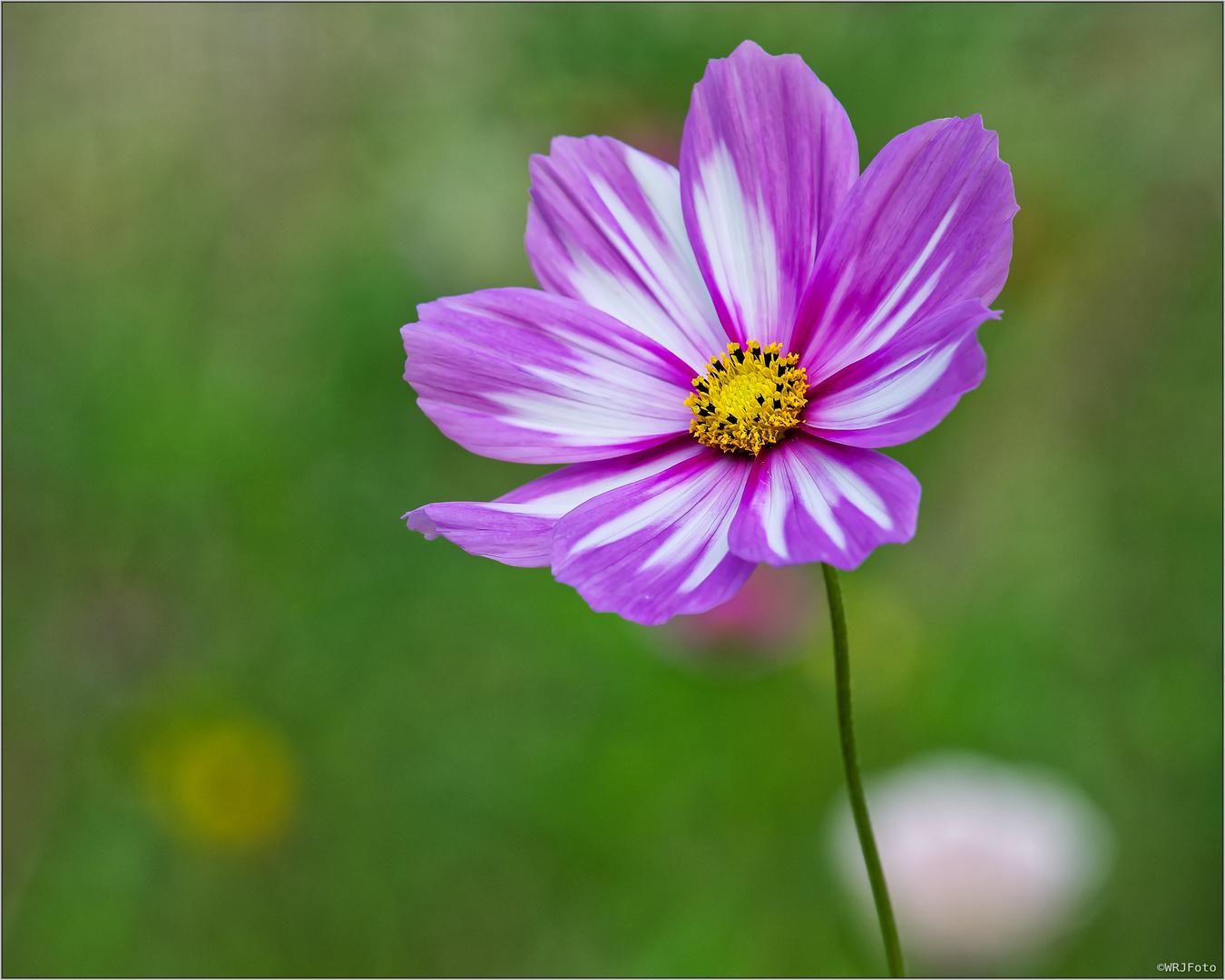 Cosmea